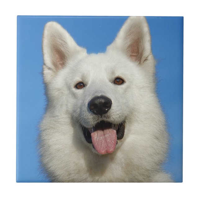 Azulejo De Cerámica Perro pastor suizo (Frente)