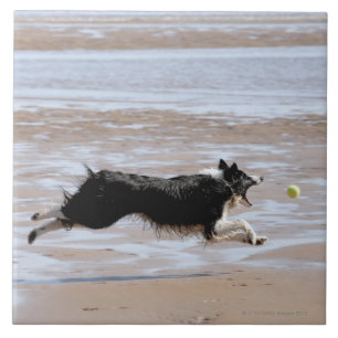 Azulejo De Cerámica Perro que persigue una bola en la playa