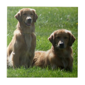 Azulejo De Cerámica Perros perdigueros de oro