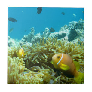 Azulejo De Cerámica Pescados del acuario