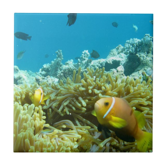 Azulejo De Cerámica Pescados del acuario (Frente)