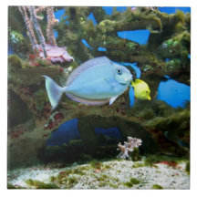 Pescados del azul del mar