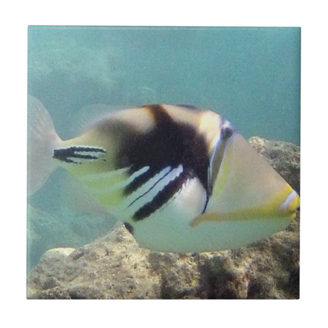 Azulejo De Cerámica Pescados del estado de Hawaii - (Frente)