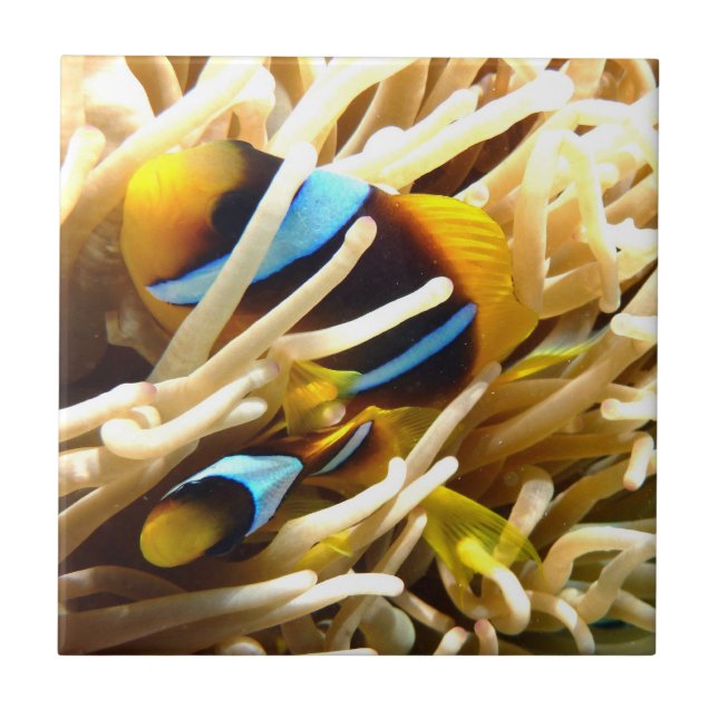 Azulejo De Cerámica Pescados del payaso (Frente)