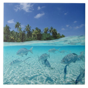 Azulejo De Cerámica Pescados en el mar