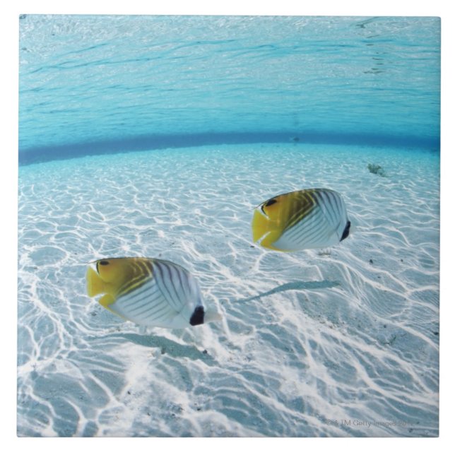 Azulejo De Cerámica Pescados en el mar 2 (Frente)