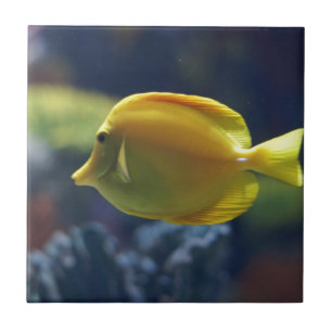 Azulejo De Cerámica pescados tropicales