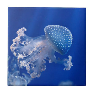 Azulejo De Cerámica Phyllorhiza Punctata