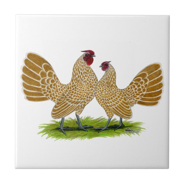 Azulejo De Cerámica Piel de ante de Sebrights atada (Frente)