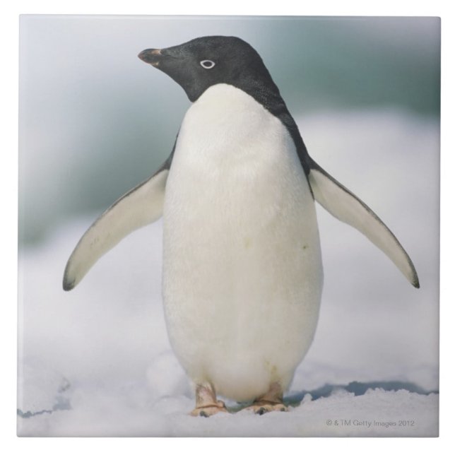 Azulejo De Cerámica Pingüino de Adelie, primer (Frente)