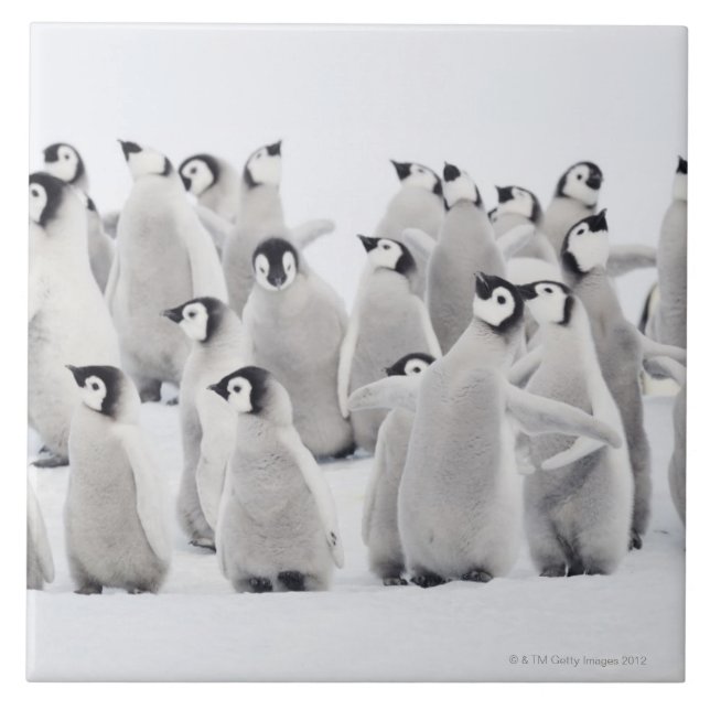 Azulejo De Cerámica Pingüino de emperador (forsteri) del Aptenodytes, (Frente)