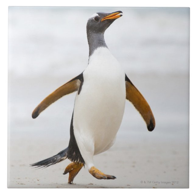 Azulejo De Cerámica Pingüino de Gentoo (Frente)