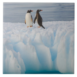 Azulejo De Cerámica pingüino de gentoo, Pygoscelis Papua, en hielo gla