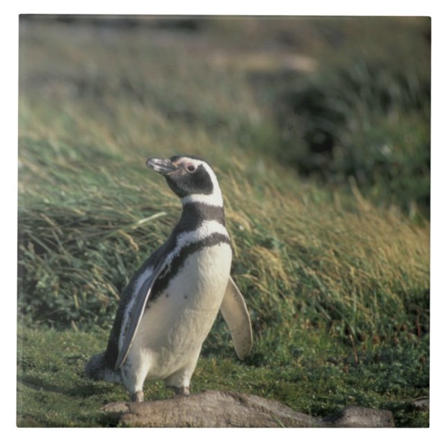Azulejo De Cerámica Pingüino de Magallanes (Spheniscus magellanicus), (Frente)