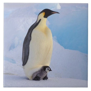 Azulejo De Cerámica Pingüino Emperador Aptenodytes