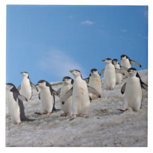 Azulejo De Cerámica Pingüinos de Barbilla   Pygoscelis Antarctica