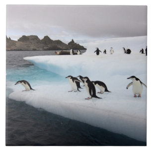 Azulejo De Cerámica Pingüinos de penacho amarillo