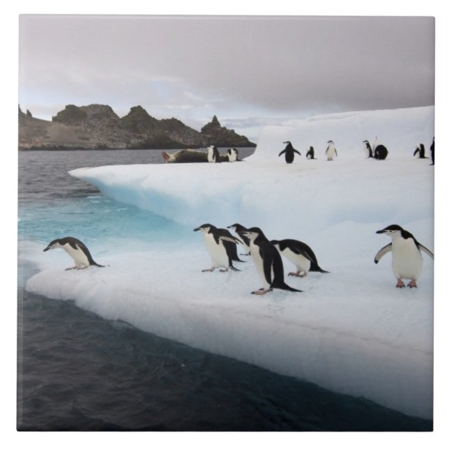Azulejo De Cerámica Pingüinos de penacho amarillo (Frente)