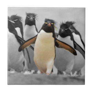 Azulejo De Cerámica Pingüinos de Rockhopper