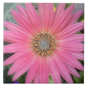 Azulejo De Cerámica Pink Gerbera Daisy Cerámica Tile