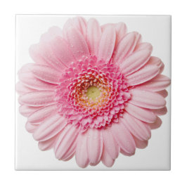 Azulejo De Cerámica Pink Gerbera Daisy Cerámica Tile