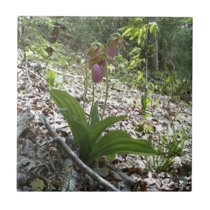 Azulejo De Cerámica Pink lady slipper Orchid