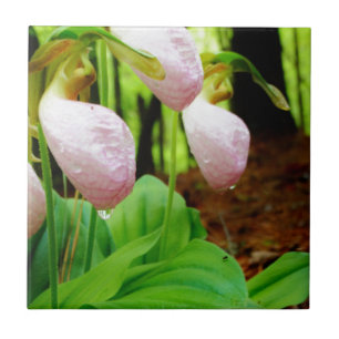 Azulejo De Cerámica Pink Lady Slipper Wild Orchid