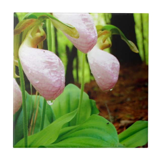 Azulejo De Cerámica Pink Lady Slipper Wild Orchid (Frente)