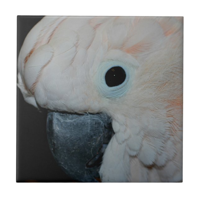 Azulejo De Cerámica Pink Moluccan Cockatoo Parrot Animal (Frente)