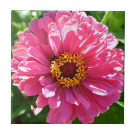 Azulejo De Cerámica Pink Zinnia