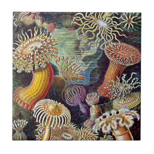 Azulejo De Cerámica Pintado de vida haeckel Sea Anemone Ocean Life