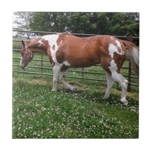 Azulejo De Cerámica Pinte el caballo Flashy nombrado yegua