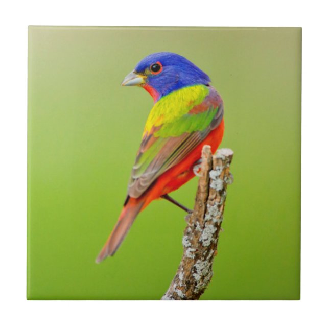 Azulejo De Cerámica Pintorito (Passerina ciris) Macho Posado (Frente)