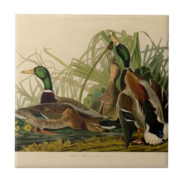 Azulejo De Cerámica Pintura de pájaro de Mallard Duck Audubon (Frente)