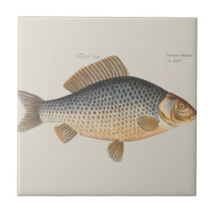 Azulejo De Cerámica Pintura de pesca de carpa dibujo de agua dulce 