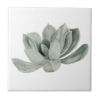 Pintura suculenta de la acuarela de la planta