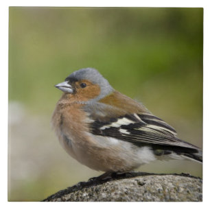 Azulejo De Cerámica Pinzón común macho (SALVAJE: Fringilla coelebs)