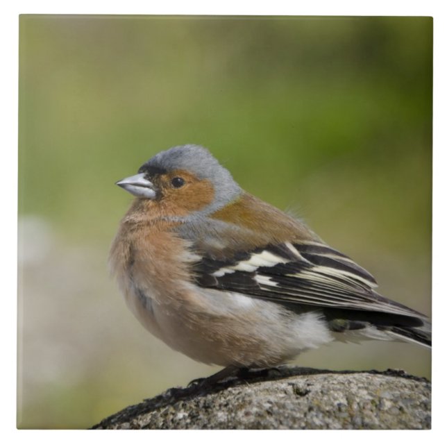 Azulejo De Cerámica Pinzón común macho (SALVAJE: Fringilla coelebs) (Frente)