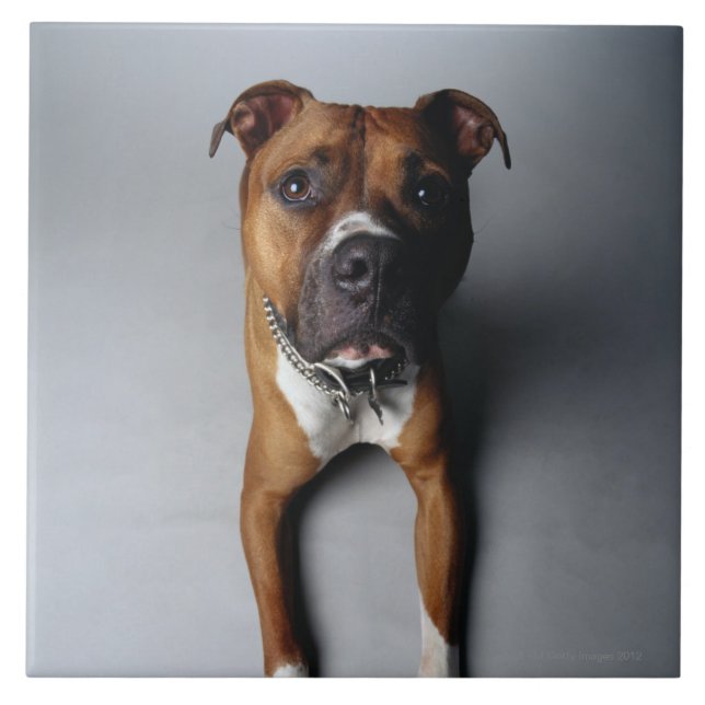 Azulejo De Cerámica Pitbull Terrier que se acuesta (Frente)