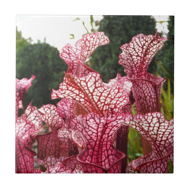 Azulejo De Cerámica Planta de cocina rosa (Frente)