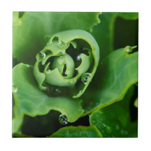 Azulejo De Cerámica Planta suculenta en primer plano con gotas de agua