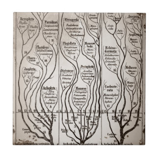 Azulejo De Cerámica Plantae Protista Animalia