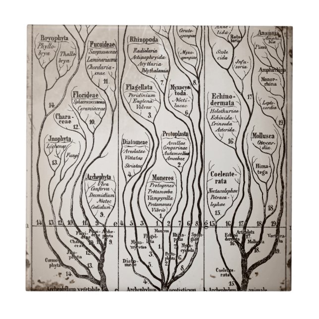 Azulejo De Cerámica Plantae Protista Animalia (Frente)