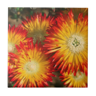 Azulejo De Cerámica Plantas de Hielo (Lampranthus Aureus) en Floración