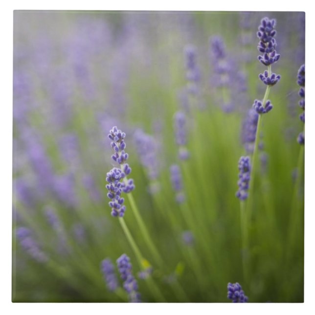 Azulejo De Cerámica Plantas de lavanda 2 (Frente)