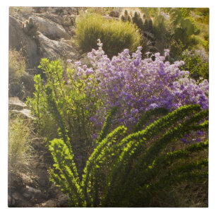 Azulejo De Cerámica plantas del desierto de Chihuahuenses en flor