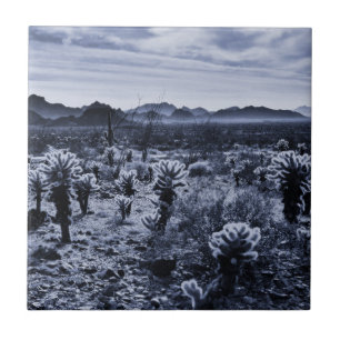 Azulejo De Cerámica Plantas del desierto de Teddy Bear Cholla Cactus