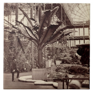 Azulejo De Cerámica Plantas tropicales en el cuarto egipcio, Pala