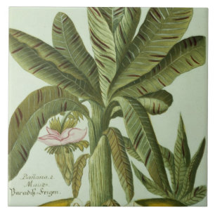 Azulejo De Cerámica Plátano, de Phytanthoza Iconographi de J. Weinman