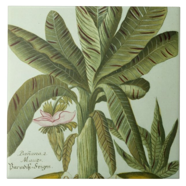 Azulejo De Cerámica Plátano, de Phytanthoza Iconographi de J. Weinmann (Frente)